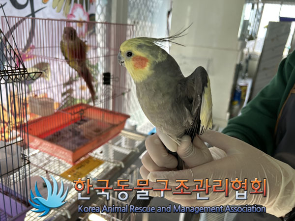종료(입양) 왕관앵…